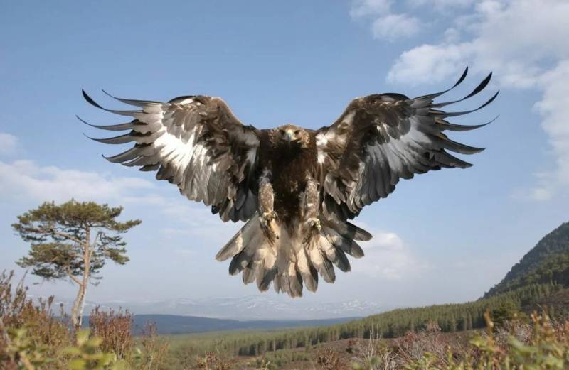 Беркут - характеристика, описание, скорость и размеры большой свободной всеядной перелетной птицы из красной книги + фото в полете