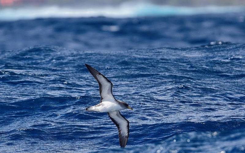 Буревестник - описание, отряд и семейство редкой большой морской птицы, как выглядит и почему так называется + фото