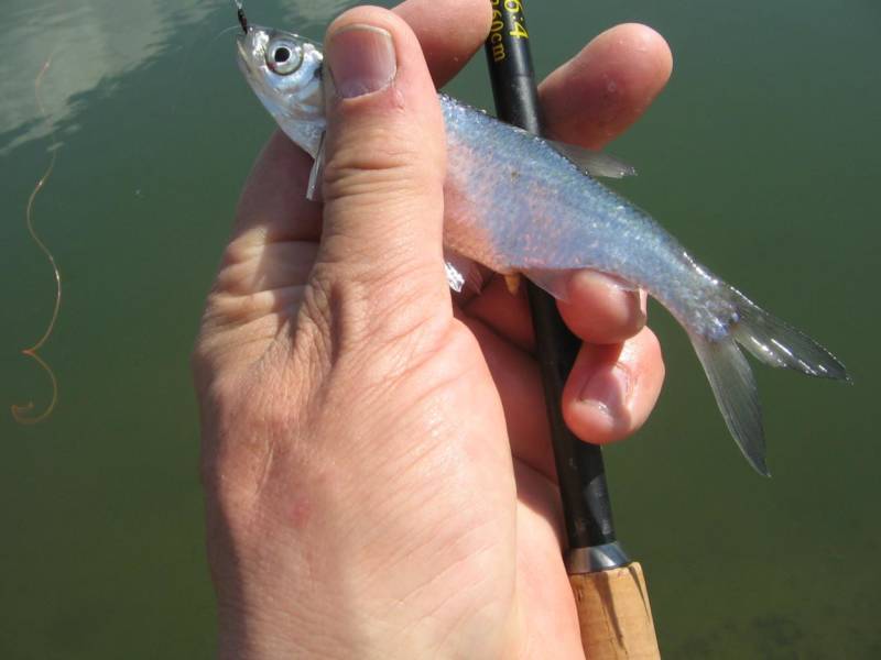 Чехонь - размер, обитание, описание как выглядит и полезные свойства речной рыбы + фото