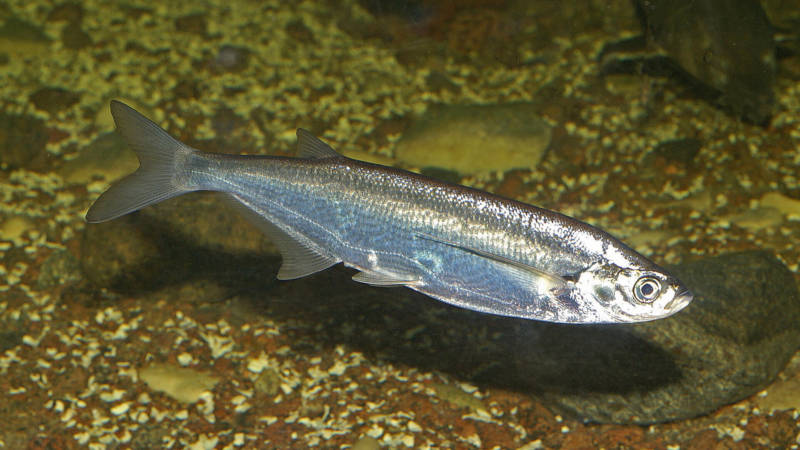 Чехонь - размер, обитание, описание как выглядит и полезные свойства речной рыбы + фото