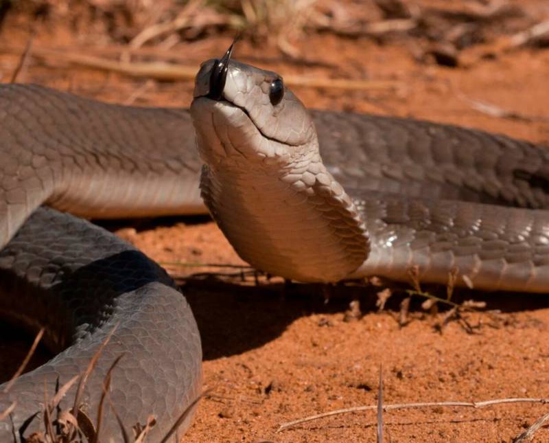 Черная мамба - скорость, длина, размер, как выглядит и где обитает красивая и самая опасная ядовитая змея в мире + фото