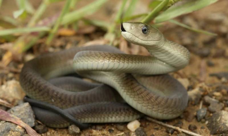 Черная мамба - скорость, длина, размер, как выглядит и где обитает красивая и самая опасная ядовитая змея в мире + фото