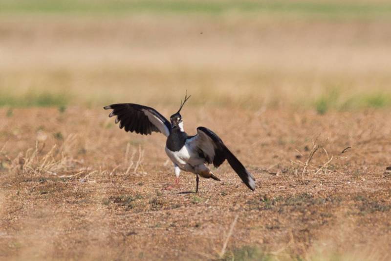 Чибис - описание, как выглядит перелетная птица с хохолком, где обитает, к какому классу относится + фото чибиса в полете крупным планом