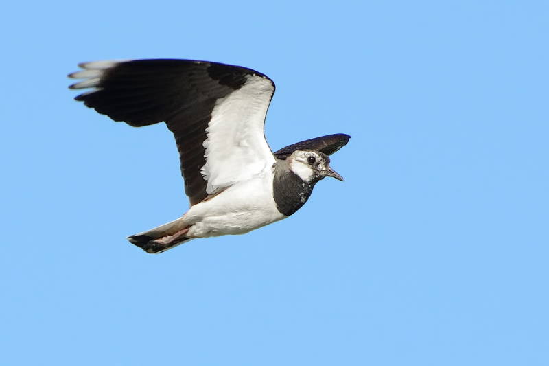 Чибис - описание, как выглядит перелетная птица с хохолком, где обитает, к какому классу относится + фото чибиса в полете крупным планом