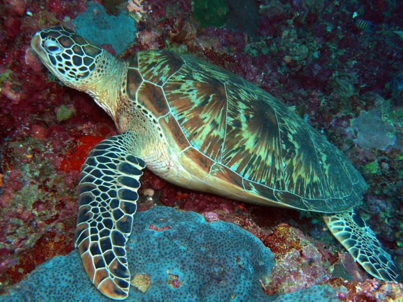 Морская черепаха - описание, к какому виду и классу относится, где обитает и сколько живет большое морское животное из красной книги