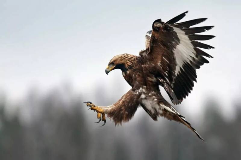 Беркут - характеристика, описание, скорость и размеры большой свободной всеядной перелетной птицы из красной книги + фото в полете