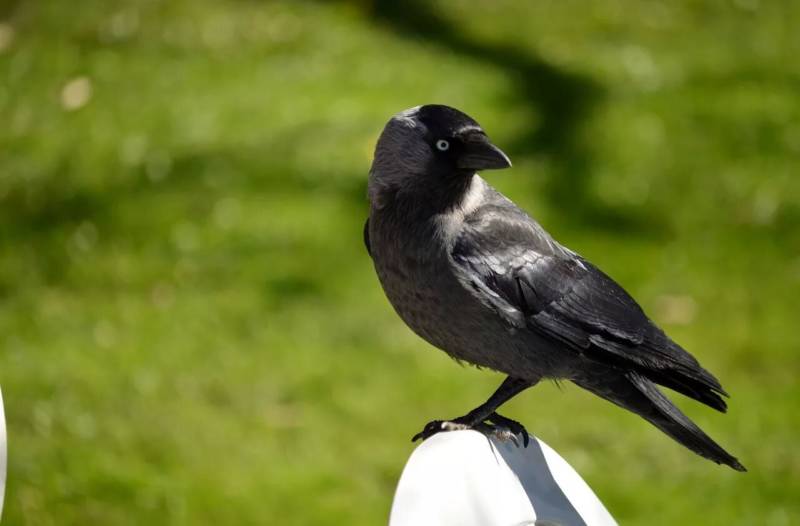 Галка - перелетная птица или зимующая, описание, размер и голос черной птицы + фото крупным планом