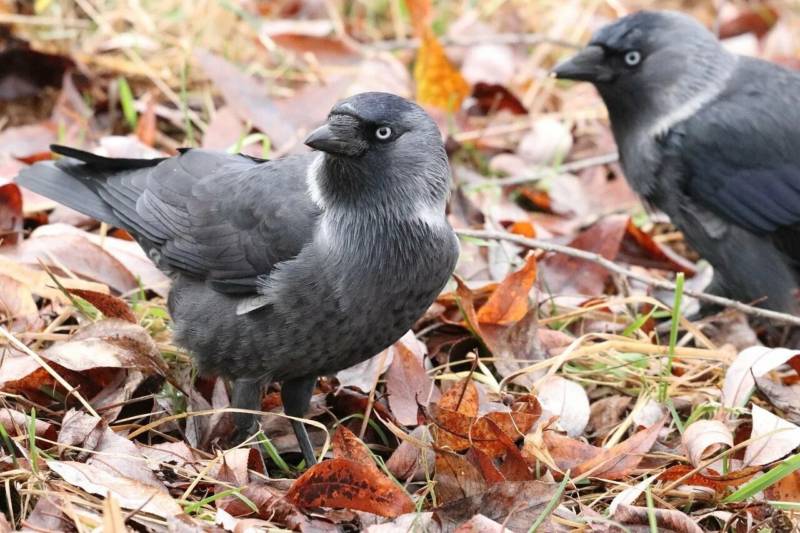 Галка - перелетная птица или зимующая, описание, размер и голос черной птицы + фото крупным планом