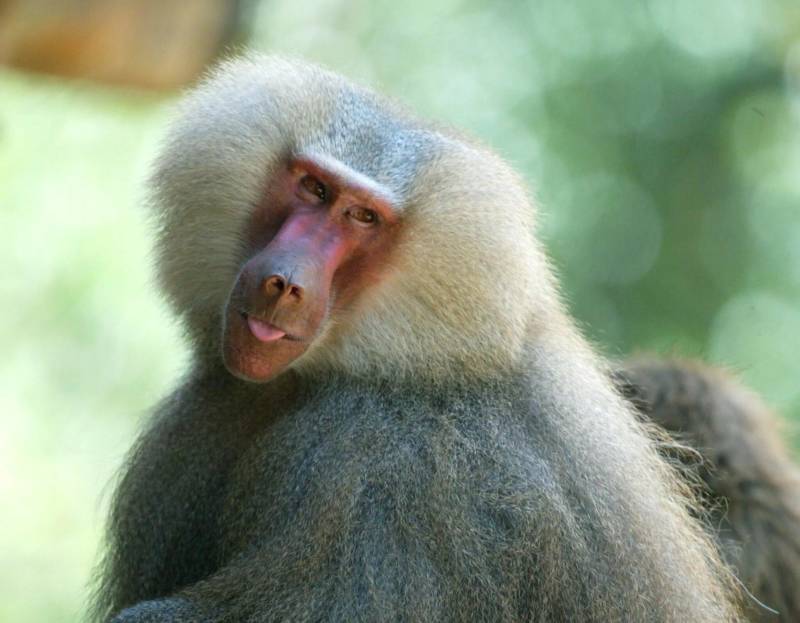 Гамадрил - описание и роль в жизни человека, как выглядит и сколько лет живет обезьяна + фото в природе