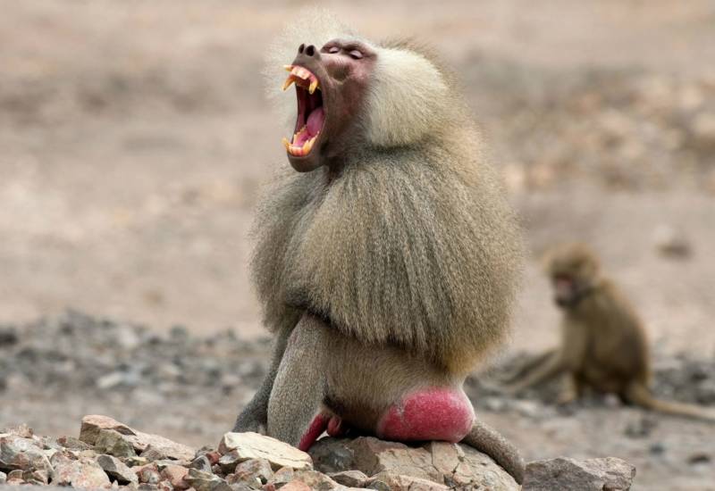 Гамадрил - описание и роль в жизни человека, как выглядит и сколько лет живет обезьяна + фото в природе