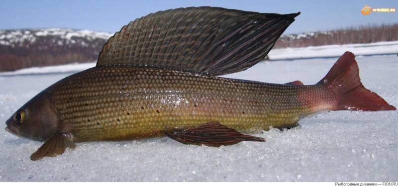 Хариус - описание сибирской речной рыбы, где водится, как выглядит и к какому семейству относится + фото