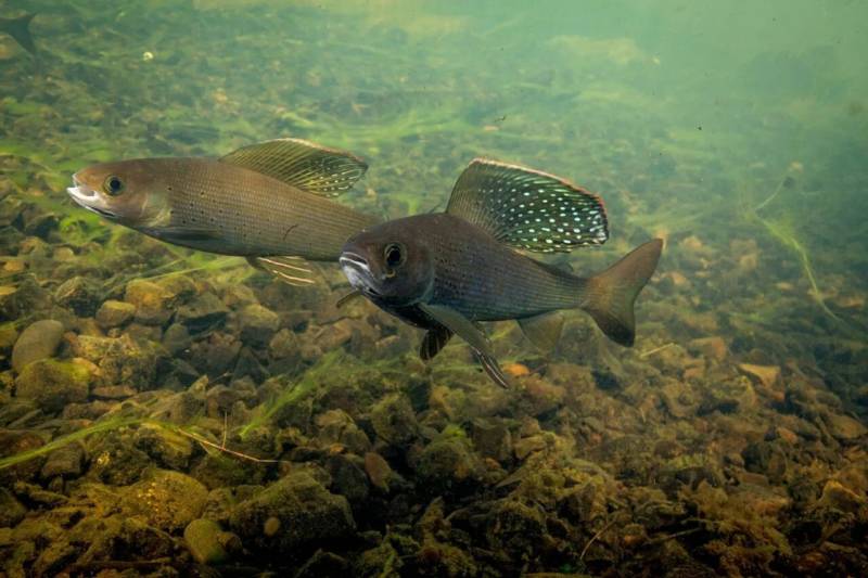 Хариус - описание сибирской речной рыбы, где водится, как выглядит и к какому семейству относится + фото
