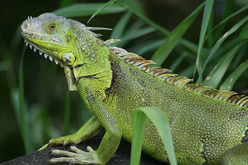 Игуана - описание, класс и размер ядовитого животного + фото рептилии во весь рост