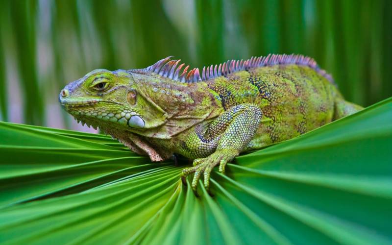 Игуана - описание, класс и размер ядовитого животного + фото рептилии во весь рост