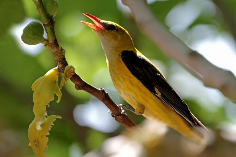 Иволга - фото как выглядит самец и самка, к какому отряду относится, описание и пение лесной птицы иволга