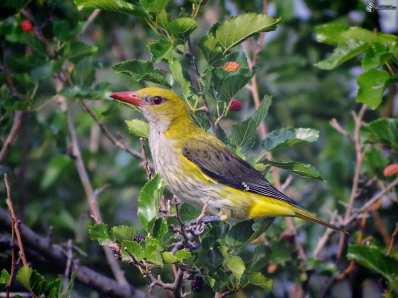 Иволга - фото как выглядит самец и самка, к какому отряду относится, описание и пение лесной птицы иволга