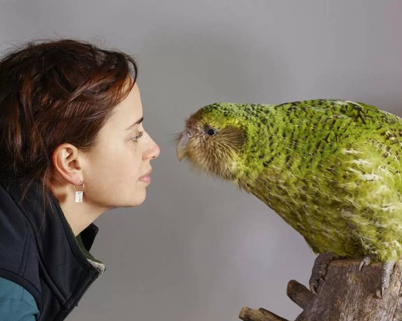 Какапо - размеры, описание, сколько живет, где обитает и сколько осталось в мире нелетающих совиных попугаев + фото