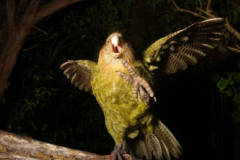 Какапо - размеры, описание, сколько живет, где обитает и сколько осталось в мире нелетающих совиных попугаев + фото