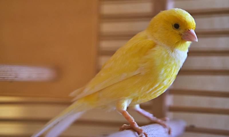Канарейка - фото и описание декоративной домашней певчей птицы, канарейка перелетная птица или нет