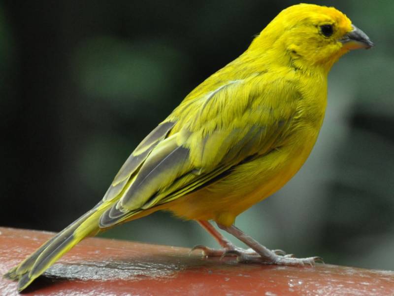 Канарейка - фото и описание декоративной домашней певчей птицы, канарейка перелетная птица или нет