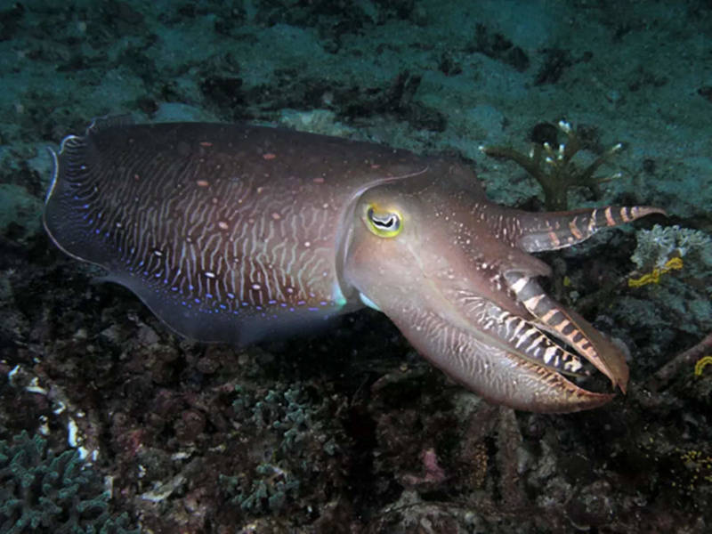 Каракатица - к какой группе, классу и типу животных относится морское животное, отличия от осьминога и кальмара + фото