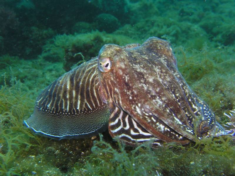 Каракатица - к какой группе, классу и типу животных относится морское животное, отличия от осьминога и кальмара + фото