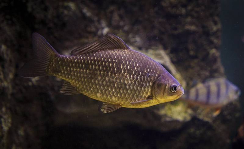 Карась - фото, краткое экологическое внешнее описание и отличия разных видов рыбы