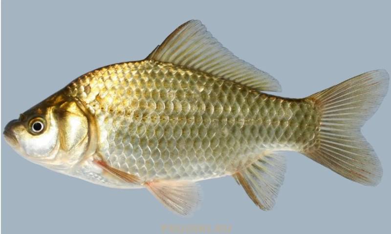 Карась - фото, краткое экологическое внешнее описание и отличия разных видов рыбы