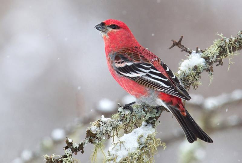 Клест - как выглядит зимующая певчая птица с хохолком и кривым клювом, чем питается и как выкармливает птенцов + фото крупным планом