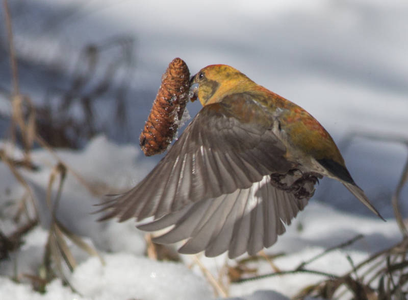 Клест - как выглядит зимующая певчая птица с хохолком и кривым клювом, чем питается и как выкармливает птенцов + фото крупным планом