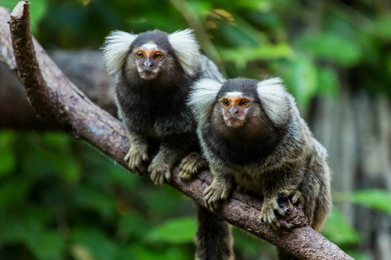 Мармозетка - фото и описание как выглядит, чем питается, сколько живет + условия содержания самой маленькой в мире карликовой обезьянки