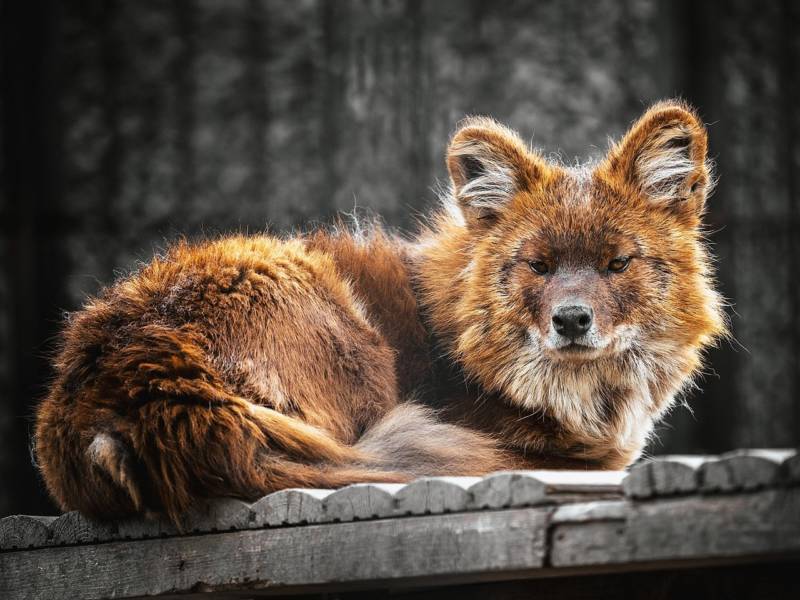 Красный волк - описание, краткая информация и характеристика животного, занесенного в красную книгу + фото