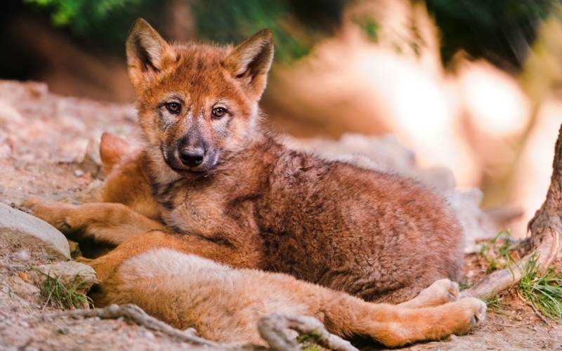 Красный волк - описание, краткая информация и характеристика животного, занесенного в красную книгу + фото