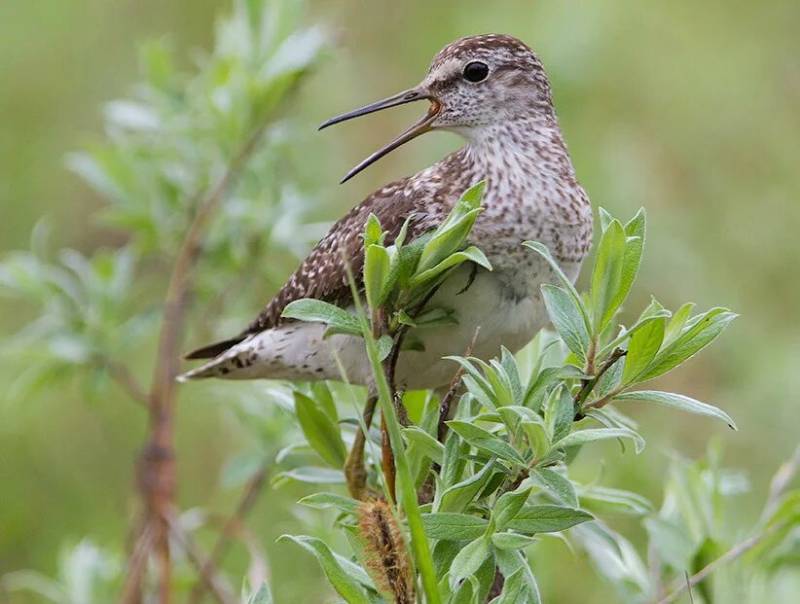 Кулик - описание болотной перелетной птицы с длинным клювом, виды, где обитает, питание, фото