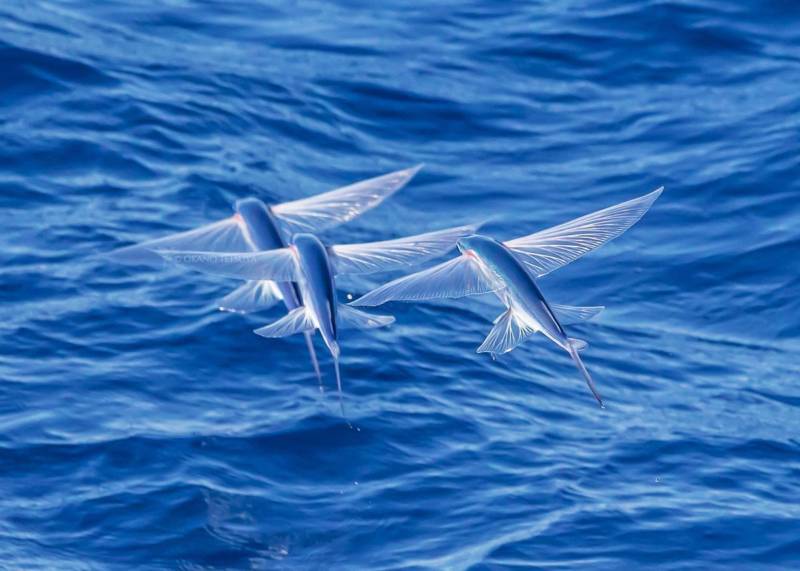 Летучая рыба - класс, скорость, как выглядит, где водится и сколько крыльев имеет морская рыба + фото