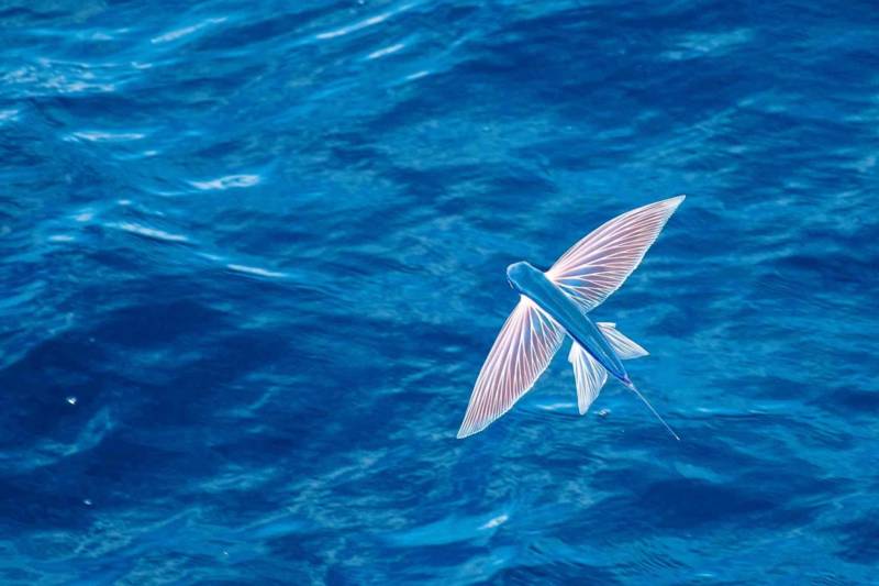 Летучая рыба - класс, скорость, как выглядит, где водится и сколько крыльев имеет морская рыба + фото