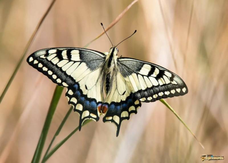 Бабочка махаон - фото, описание и размер, как выглядит, сколько живет, где обитает и чем питается красивая бабочка