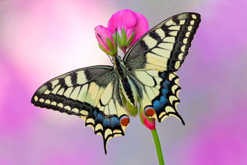 Бабочка махаон - фото, описание и размер, как выглядит, сколько живет, где обитает и чем питается красивая бабочка