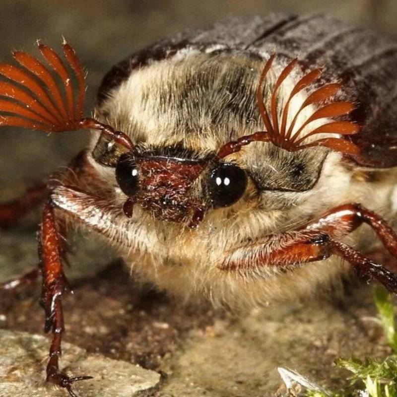 Майский жук - описание развития организма, чем питается и сколько живет, средства от жука в домашних условиях + фото и картинки
