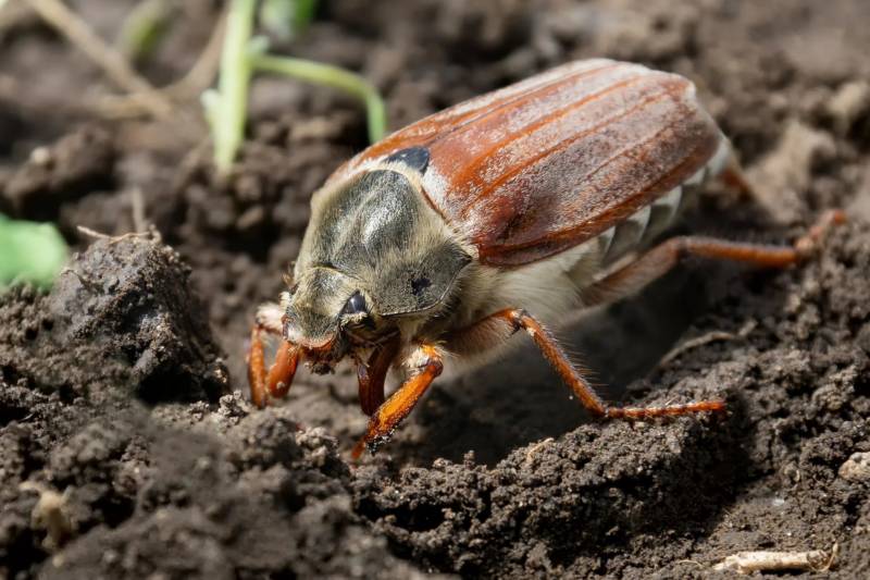 Майский жук - описание развития организма, чем питается и сколько живет, средства от жука в домашних условиях + фото и картинки