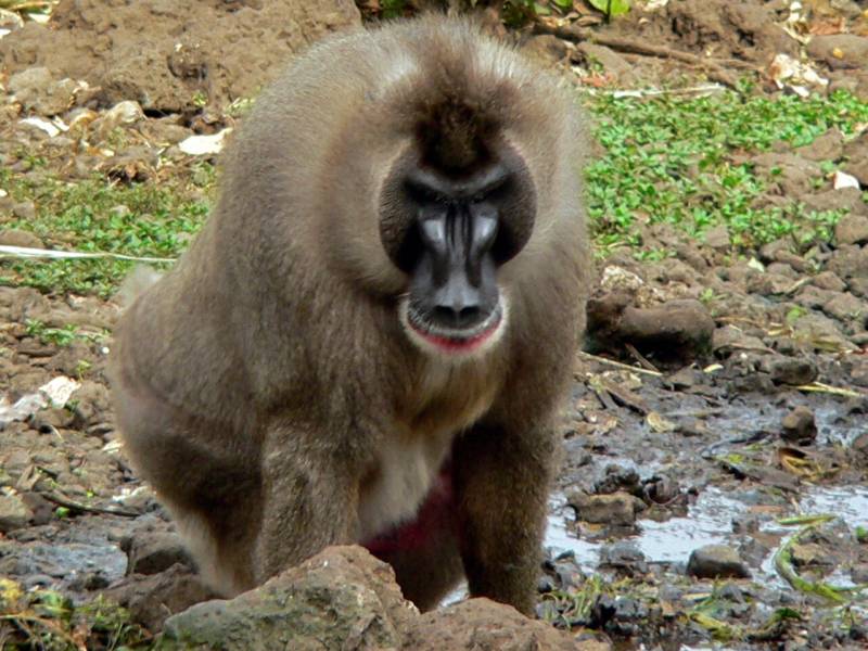 Мандрил - фото и описание как выглядит обезьяна, где обитает и чем питается животное