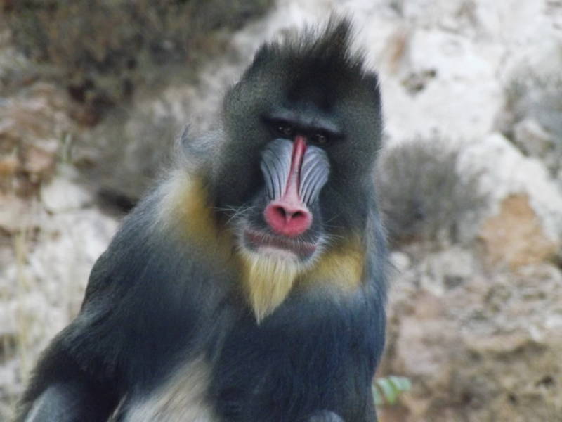 Мандрил - фото и описание как выглядит обезьяна, где обитает и чем питается животное
