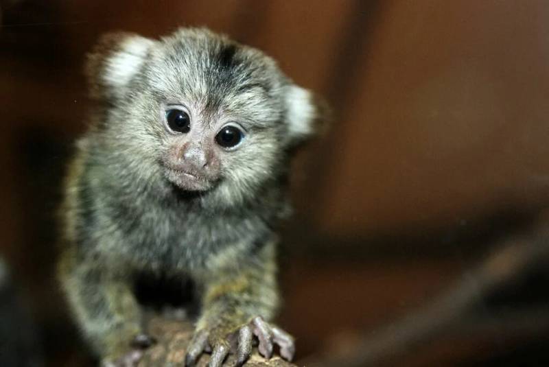 Мармозетка - фото и описание как выглядит, чем питается, сколько живет + условия содержания самой маленькой в мире карликовой обезьянки