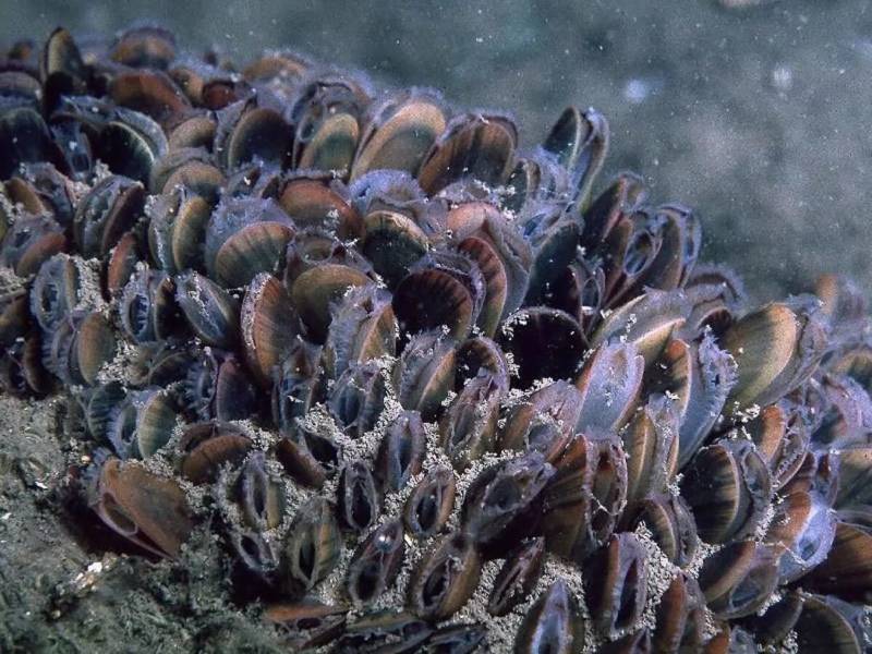 Мидия - класс, тип и строение двустворчатого промыслового съедобного морского моллюска + фото черноморской мидии