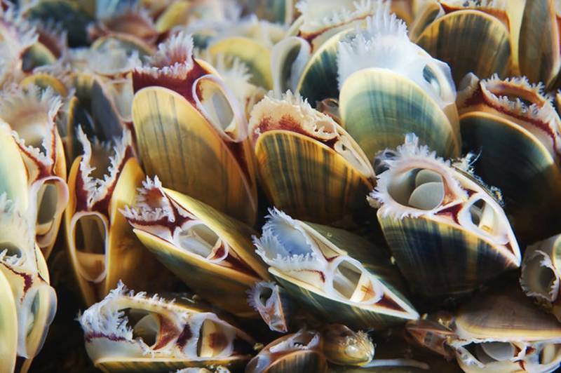 Мидия - класс, тип и строение двустворчатого промыслового съедобного морского моллюска + фото черноморской мидии