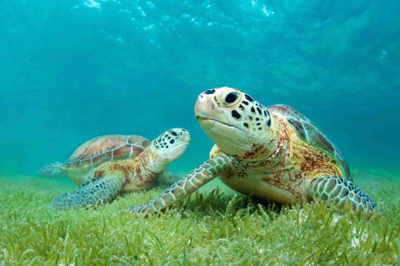 Морская черепаха - описание, к какому виду и классу относится, где обитает и сколько живет большое морское животное из красной книги