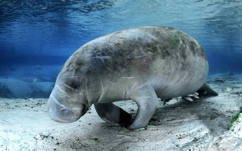 Морская корова: фото и описание как выглядит морское млекопитающее животного, причины истребления и исчезновения
