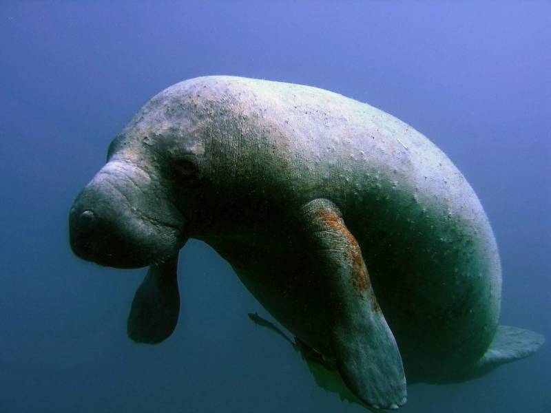 Морская корова: фото и описание как выглядит морское млекопитающее животного, причины истребления и исчезновения