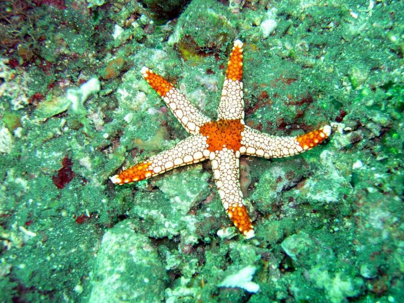 Морская звезда - описание, к какой группе, виду и типу относится беспозвоночное иглокожее морское животное + фото