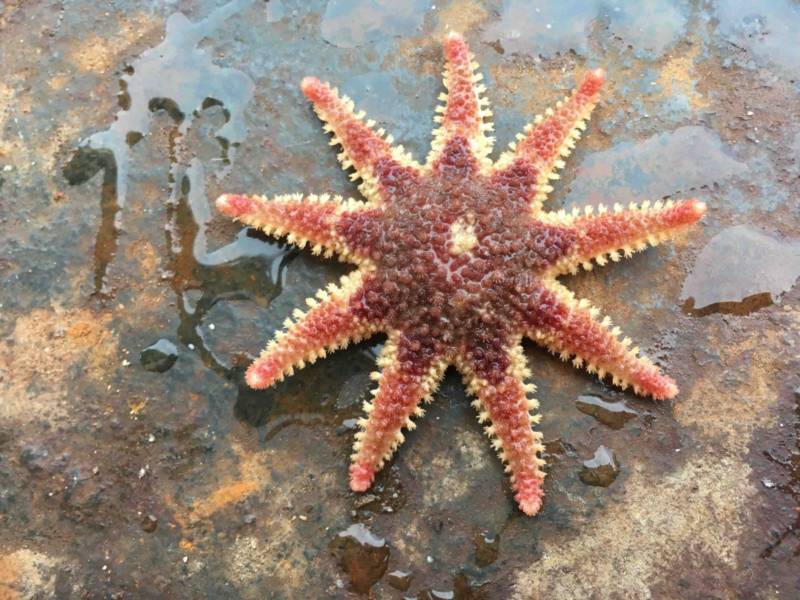 Морская звезда - описание, к какой группе, виду и типу относится беспозвоночное иглокожее морское животное + фото